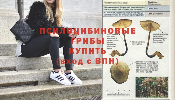дживик Белокуриха